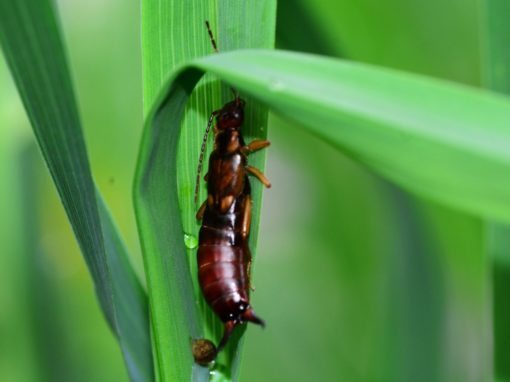 Ohrenkneifer & Ohrwurm – Ihre Bedeutung in der Natur