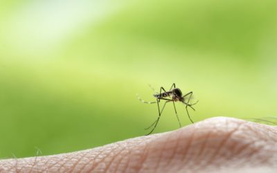 Was hilft gegen Mücken? Effektive Tipps und Methoden