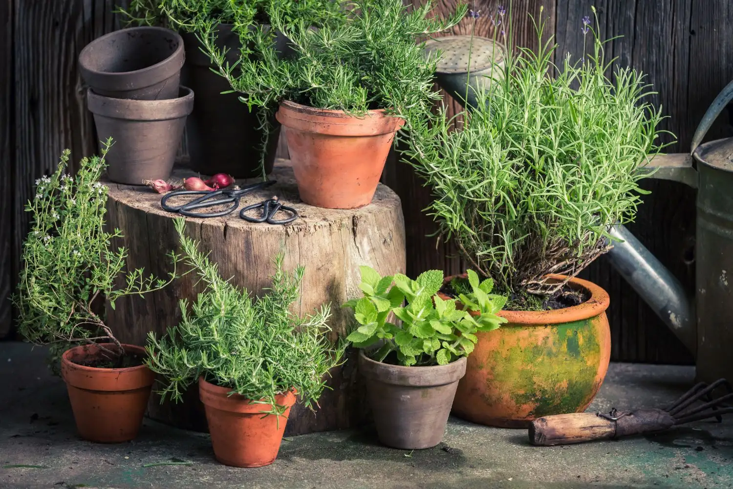 Kräuter im Garten