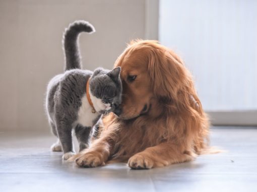 Hund und Katze: Wie funktioniert das Zusammenleben