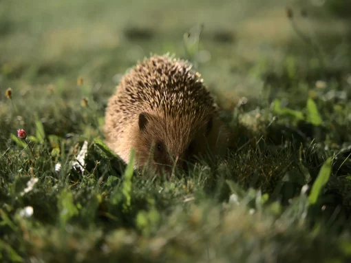 Igel beobachten: Die besten Zeiten und Orte, um Igel zu sehen