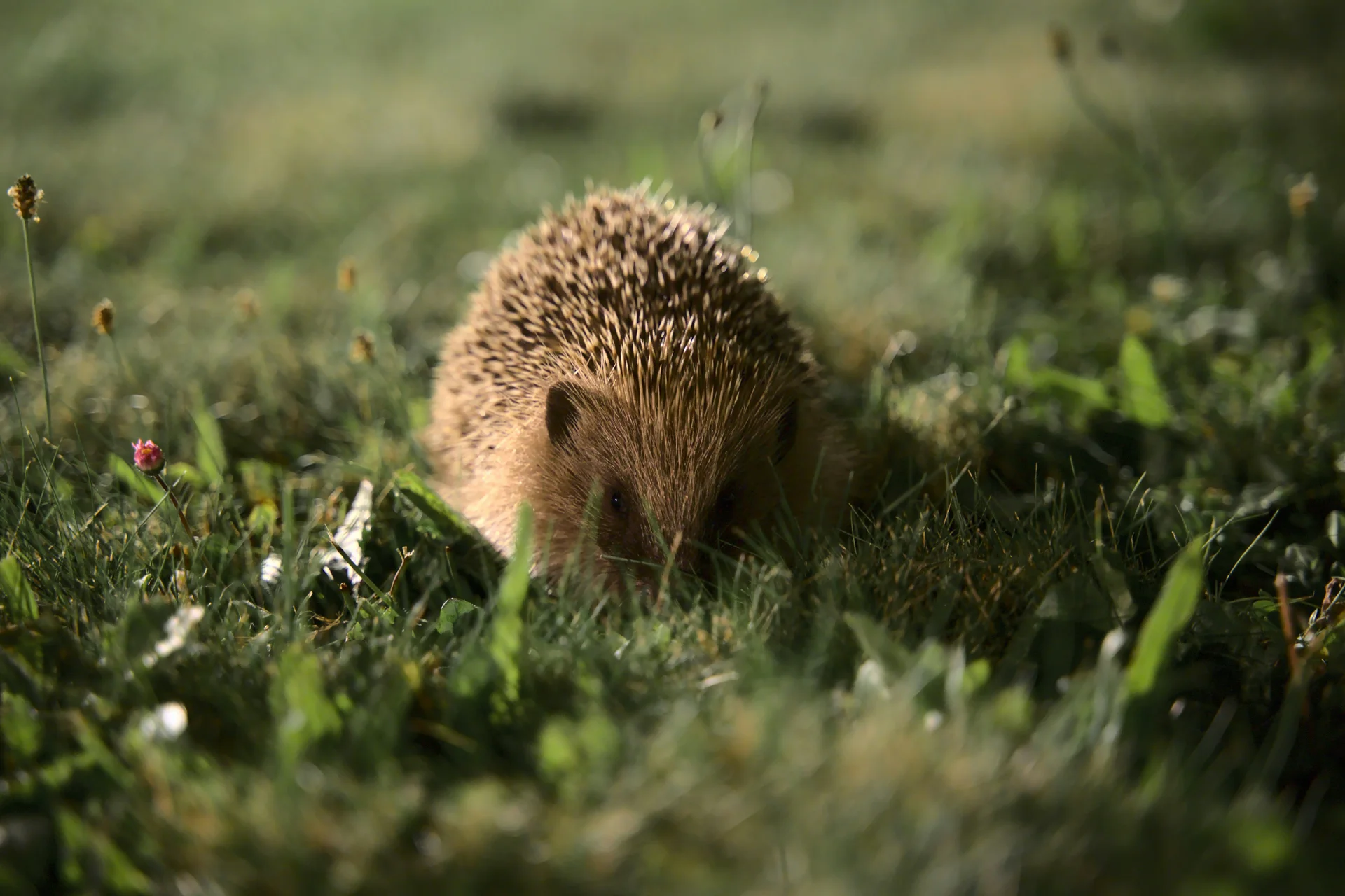 Igel beobachten