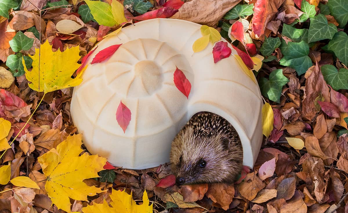 Igel im Garten