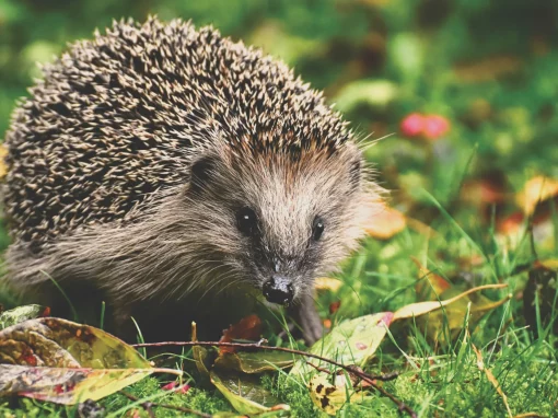 Igel im Garten: So schaffst du einen igelfreundlichen Lebensraum