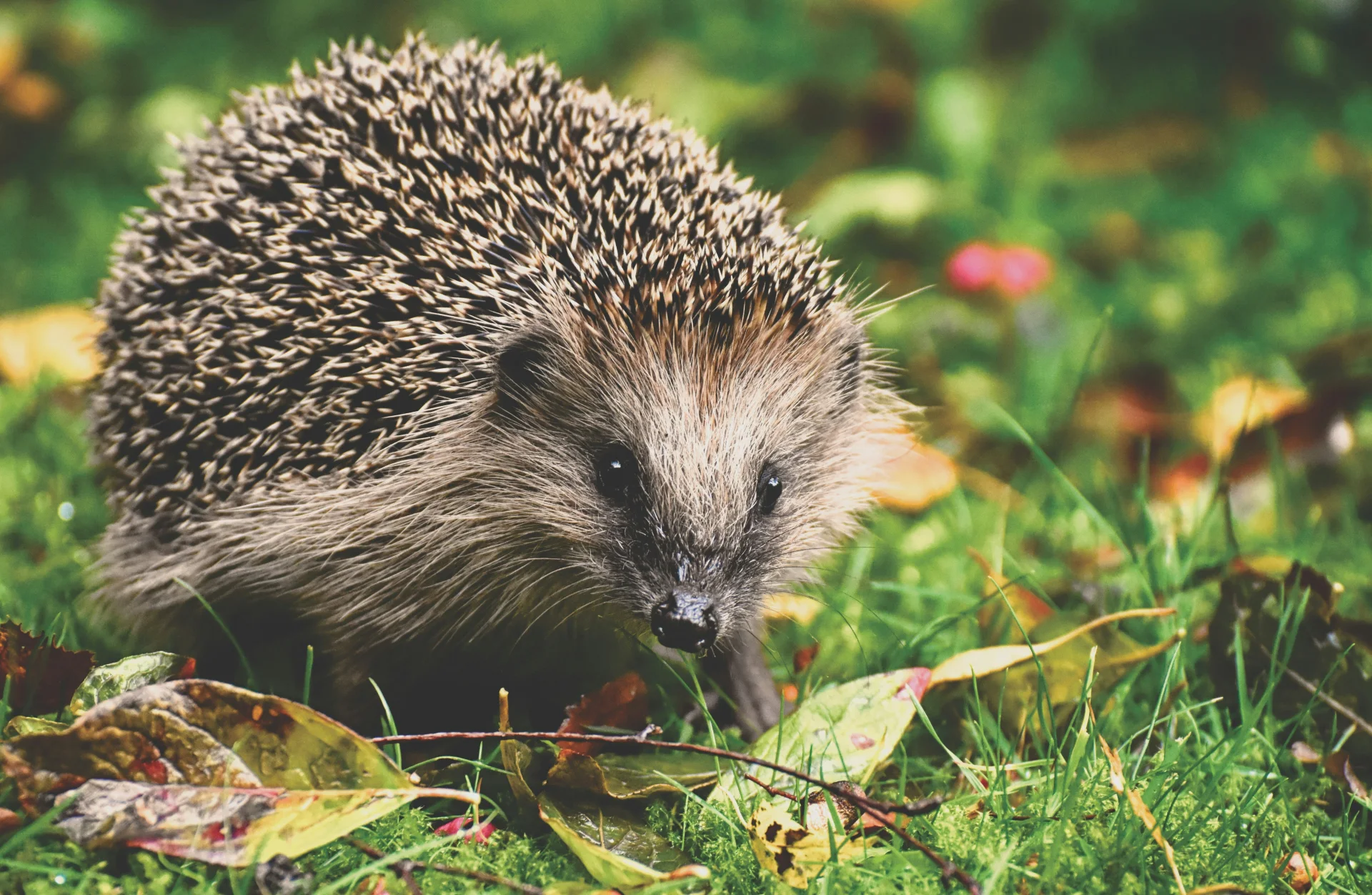 Igel im Garten