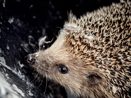 Igel im Winter: So hilfst du ihnen durch die kalte Jahreszeit