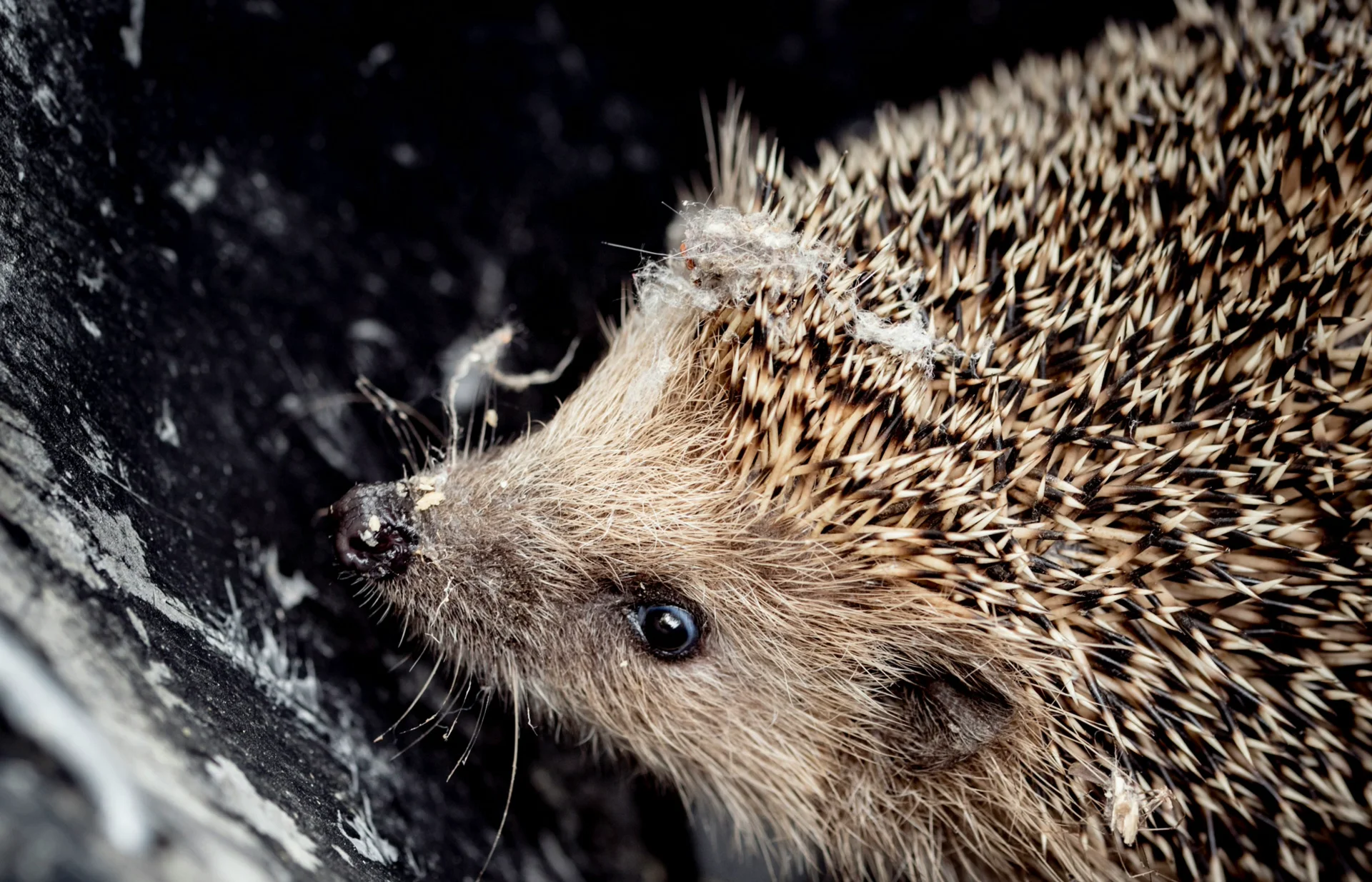 Igel im Winter