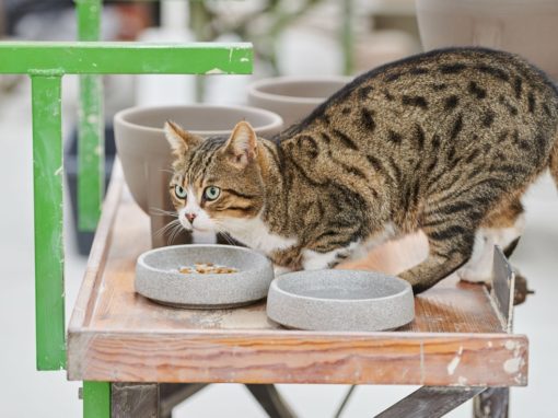 Perfekt angepasster Katzennapf von Denk Keramik