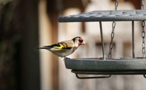Vogelfutterhaus als Lernprojekt: Naturkunde für Kinder