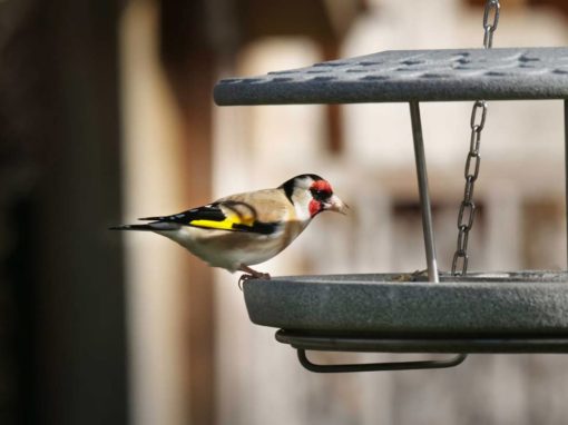 Ein Vogelfutterhaus als Lernprojekt: Naturkunde für Kinder