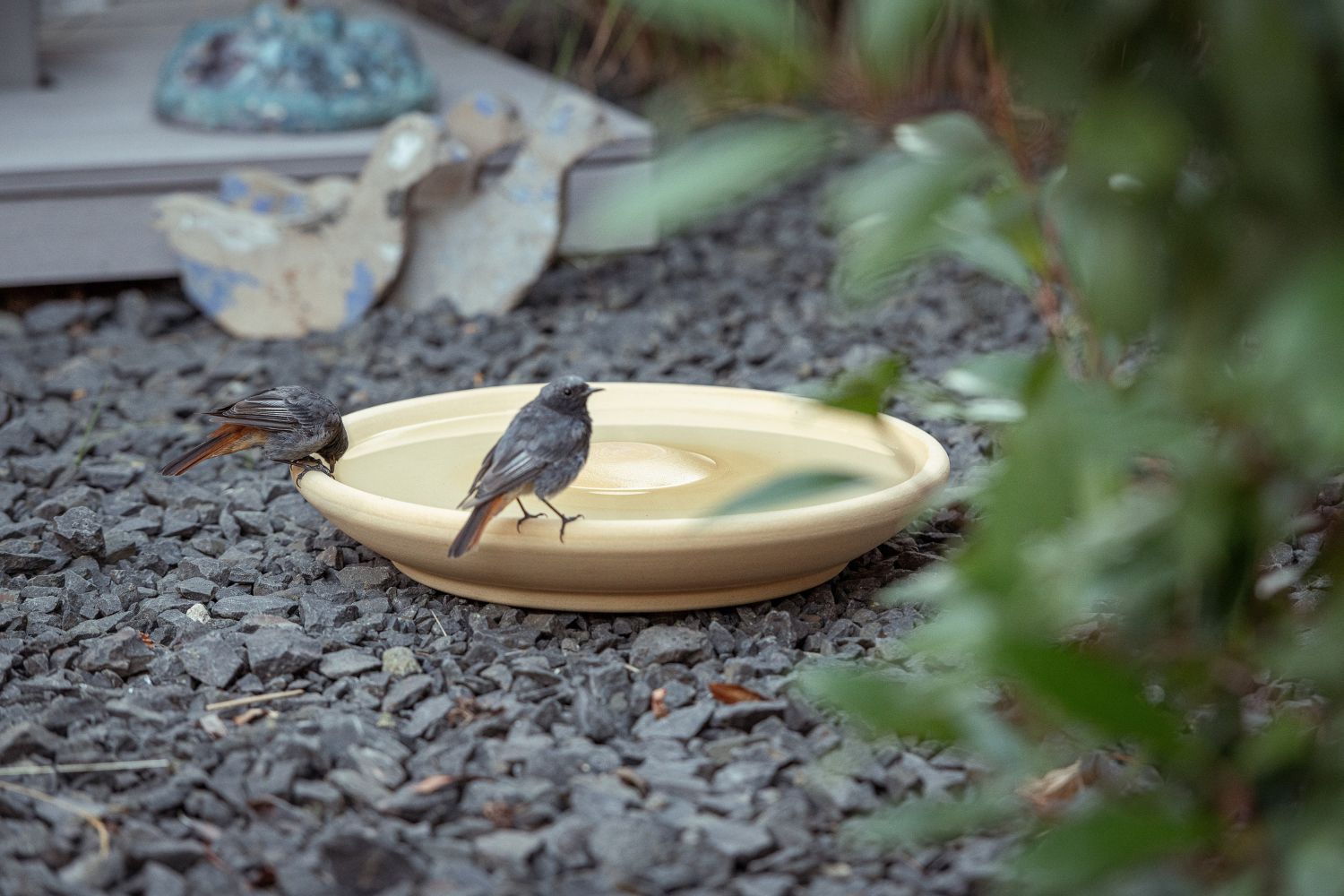 Vogeltränke im Garten