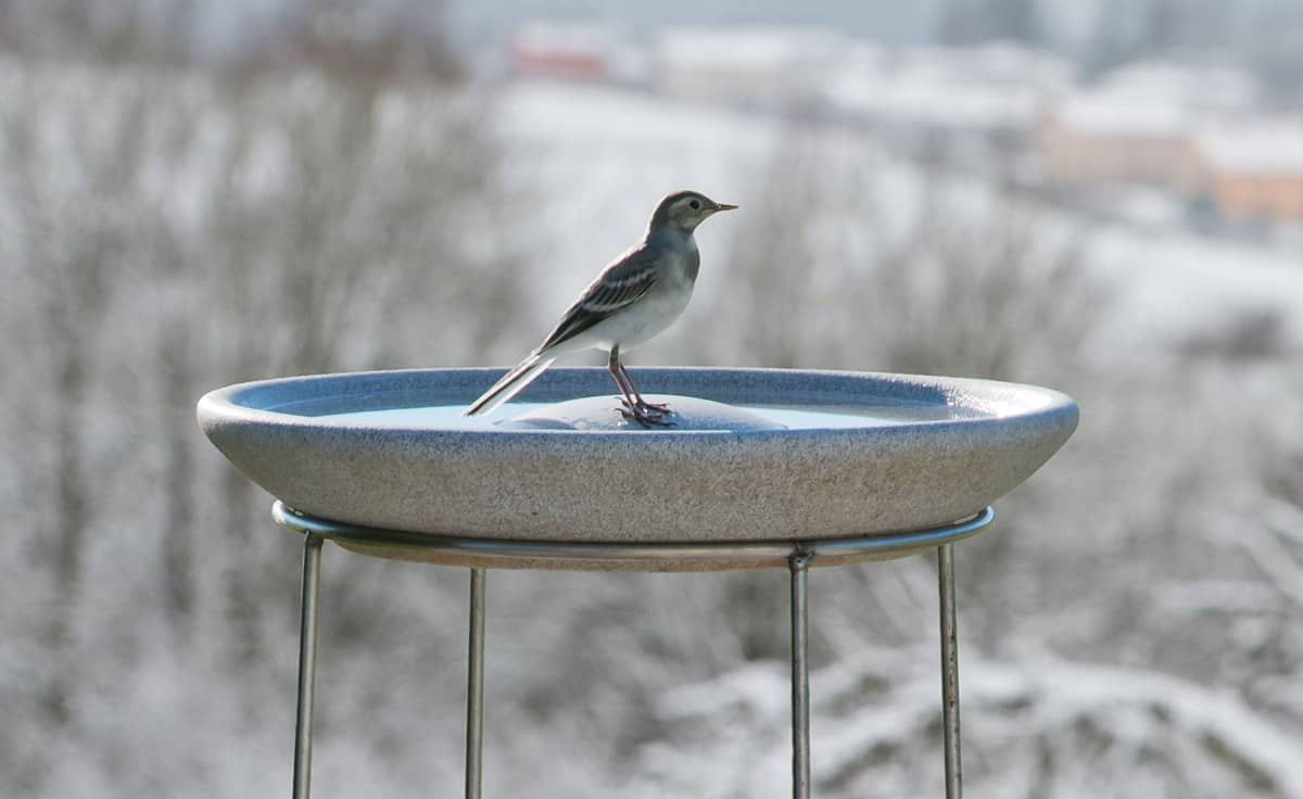 Vogel auf Vogeltränke