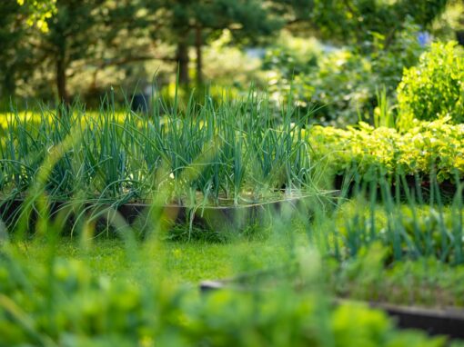 Wie hilft mir mein eigener Garten?