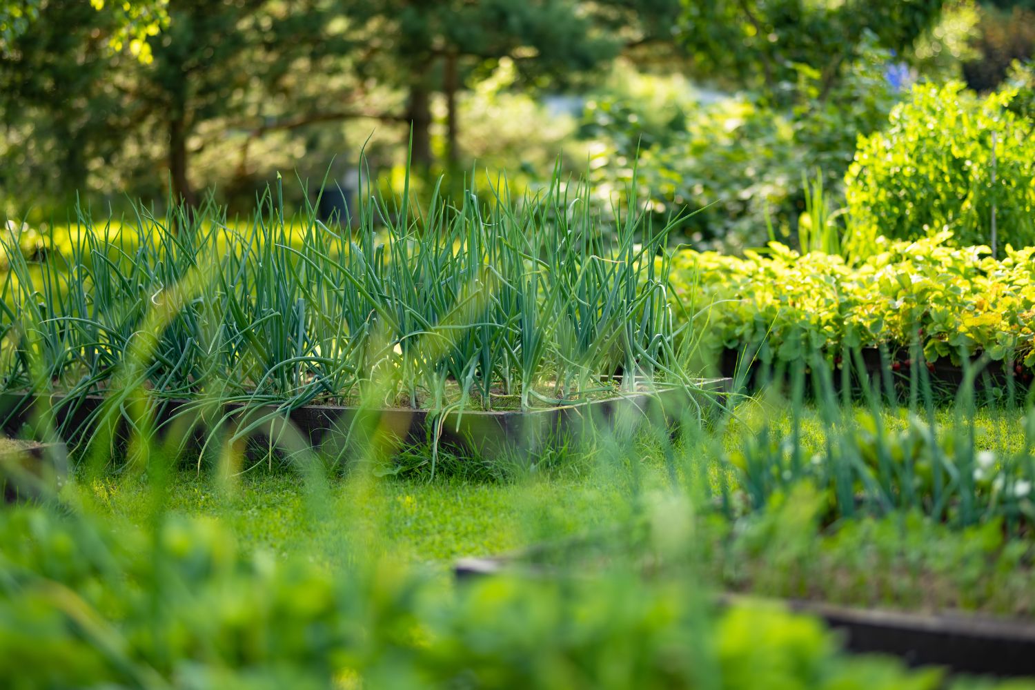 Wie hilft mir mein eigener Garten?