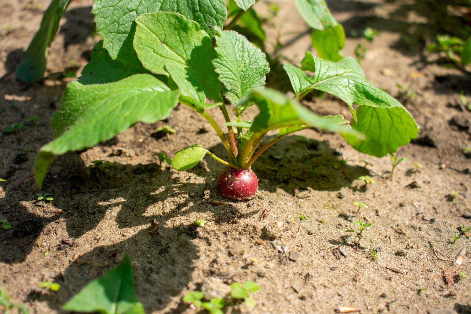 eigener Garten