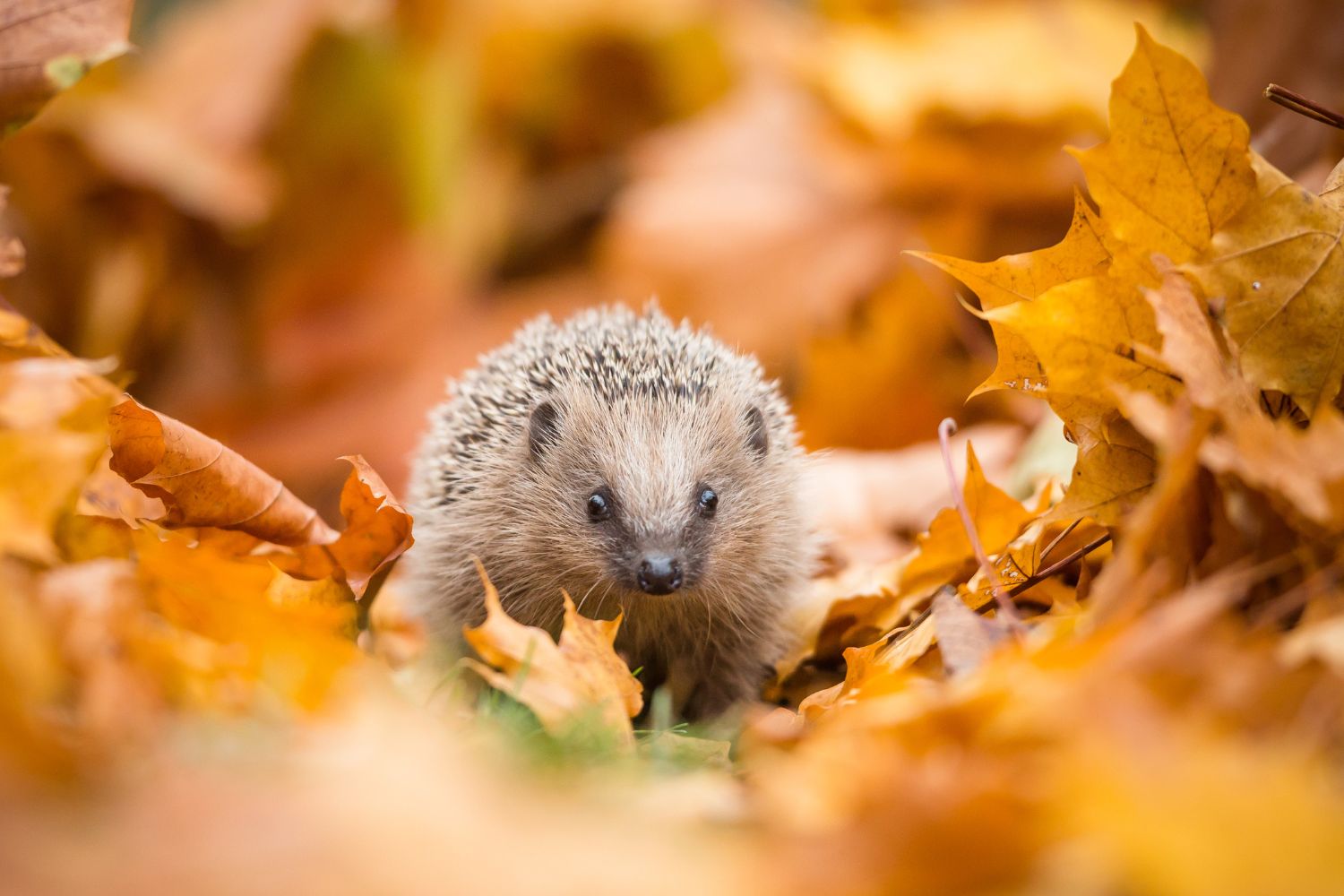 Igel im Winter