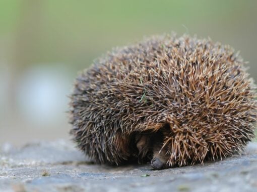 Was macht der Igel im Winter?