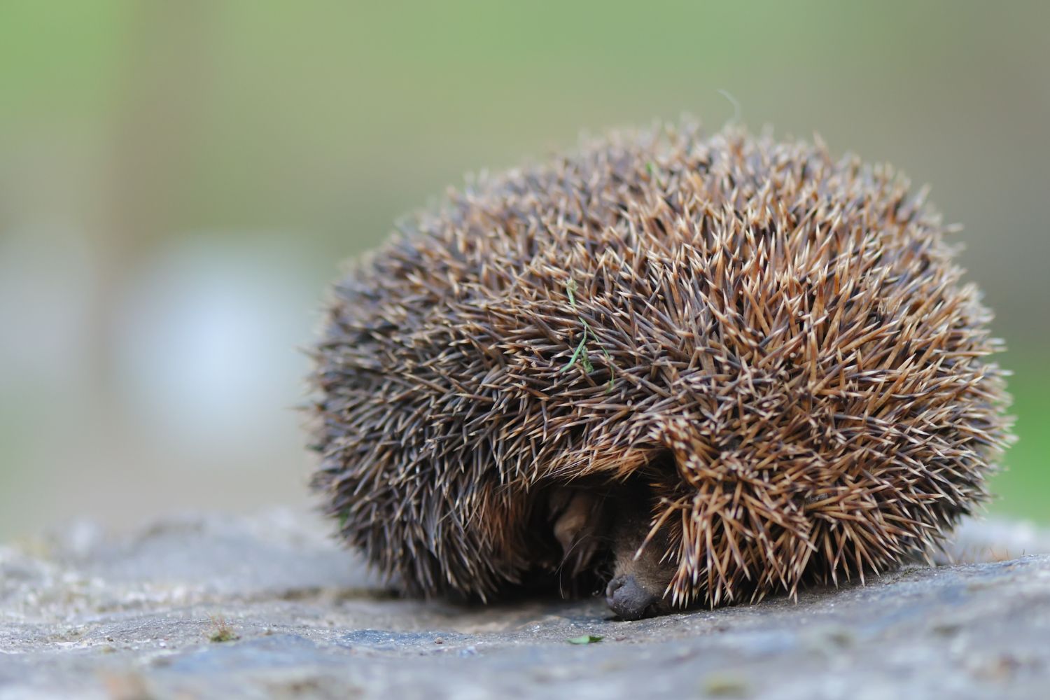 Igel im Winter