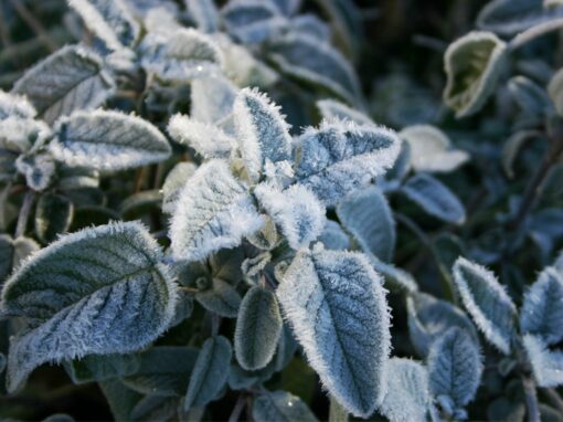 Winterliche Genüsse: So verfeinern Sie Ihre Gerichte mit Salbei