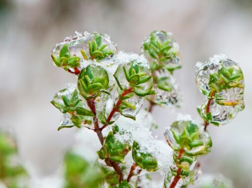 Thymian – Für winterliche Genussmomente in der Küche