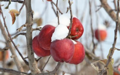 Winterobst: Ein Genuss für die kalte Jahreszeit