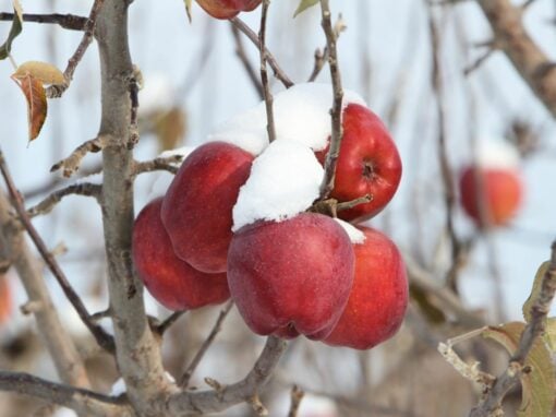 Winterobst: Ein Genuss für die kalte Jahreszeit