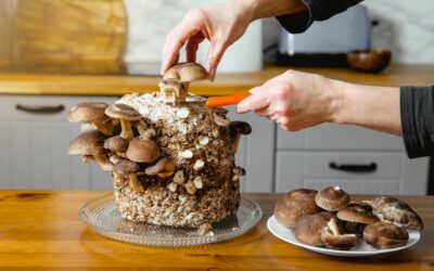 DIY: Champignons selber züchten – Eine Schritt-für-Schritt-Anleitung