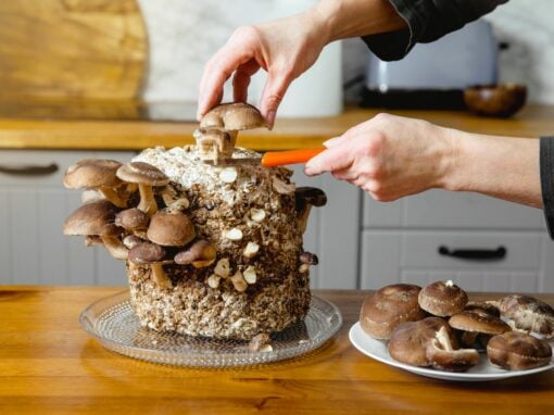 DIY: Champignons selber züchten – Eine Schritt-für-Schritt-Anleitung