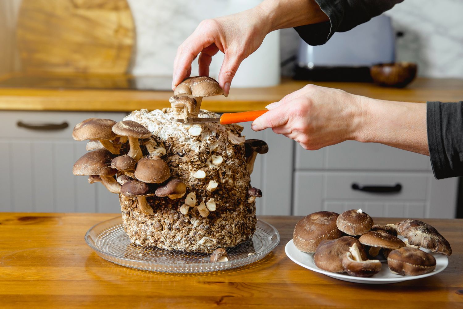 Champignons selber züchten