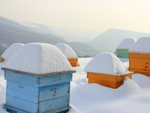 Wie du Wildbienen im Winter helfen kannst