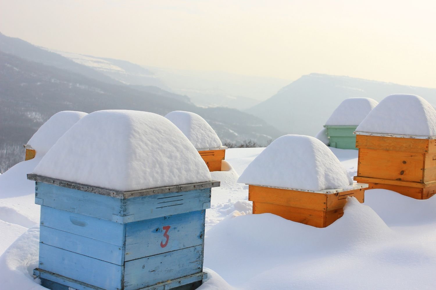 Wildbienen im Winter