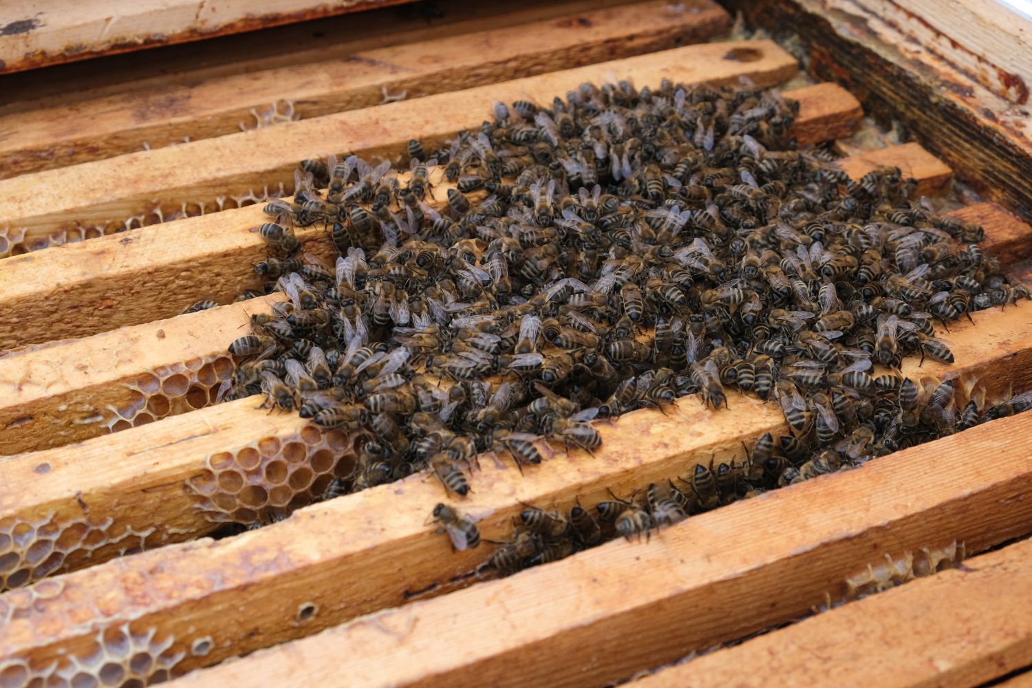 Wildbienen im Winter