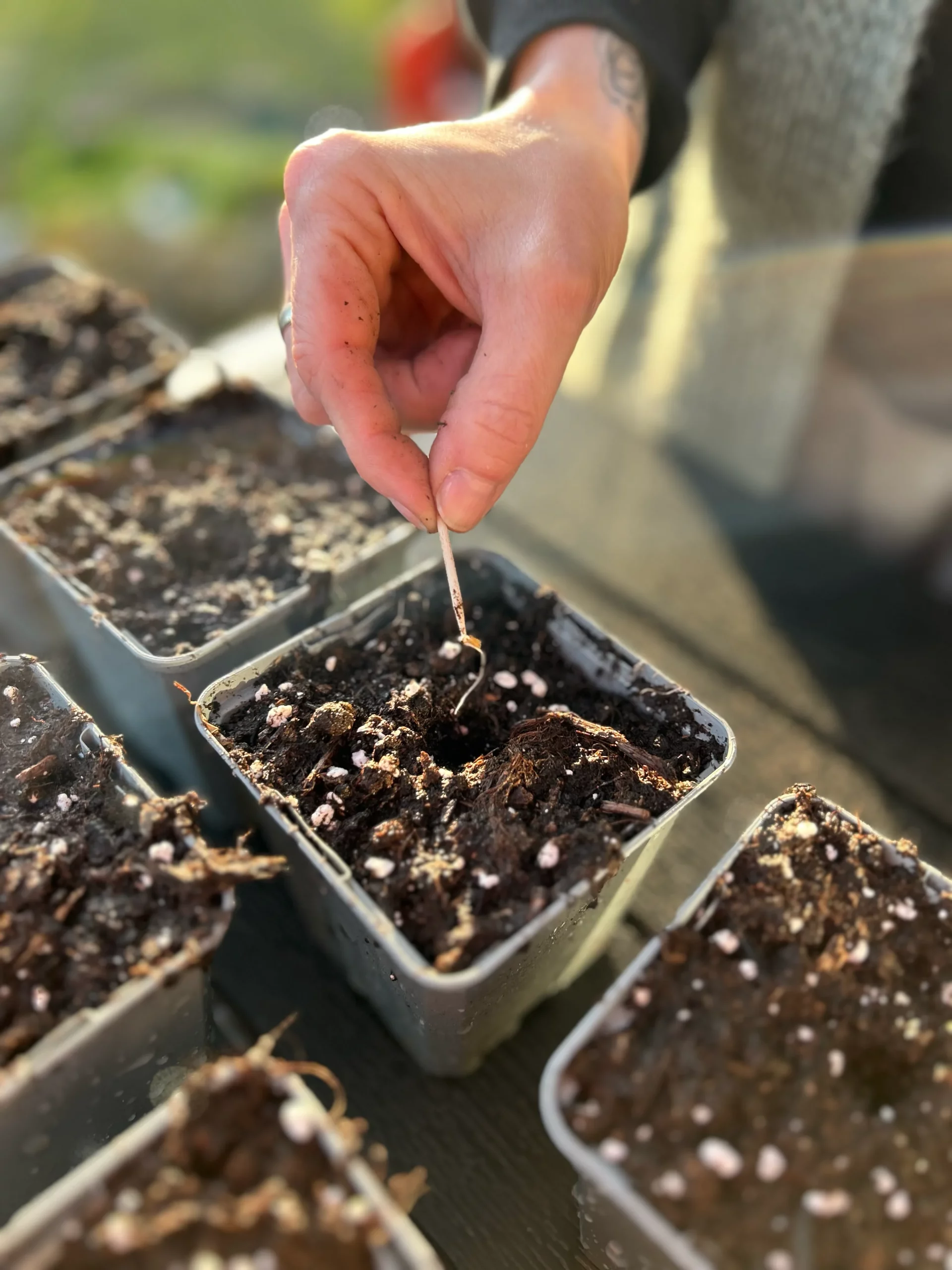 Tomatenzucht Mikrogarten